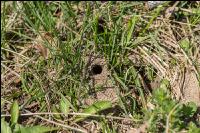 Sandbienen 1