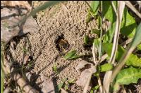 Sandbienen 2