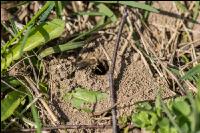 Sandbienen 3