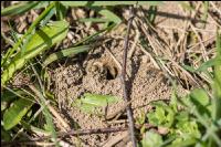 Sandbienen 4