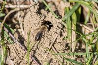 Sandbienen 5