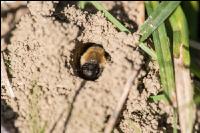 Sandbienen 6