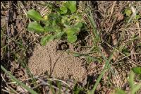 Sandbienen 7