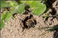 Sandbienen 8