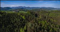FiBu Mischwald im April 2