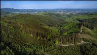 FiBu Mischwald im April 1