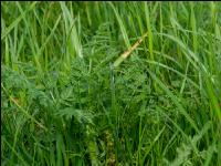 Wiesenkerbel 7