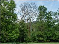 Eschensterben 3