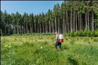 Spraying weeds in forest #