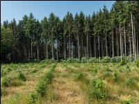 Nadelwald Aufforstung 1