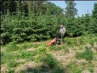Forest mowing 10