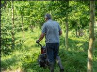 Forest mowing 4