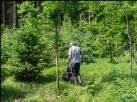 Forest mowing 2
