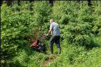 Forest mowing 1