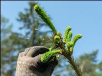 Spruce sprout disbud 1
