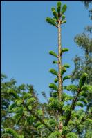 Spruce sprout disbud 2