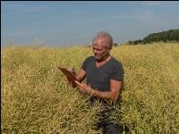 Raps Frucht und Samenreife 7