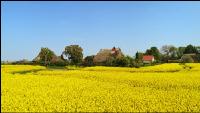 Rapsblüte Norddeutschland