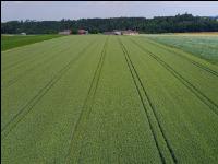 Wheat milkripe 91