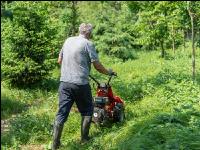 Forest mowing 3