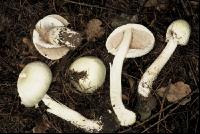 Anischampignon