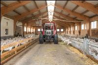 Milchziegen Silage 16