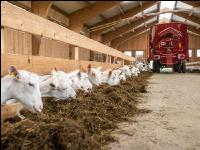 Milchziegen Silage 15