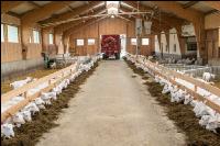 Milchziegen Silage 14