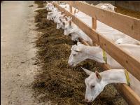 Milchziegen Silage 12