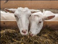Milchziegen Silage 10