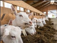 Milchziegen Silage 9