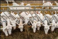 Milchziegen Silage 8