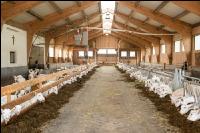Milchziegen Silage 7