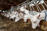 Milchziegen Silage 6