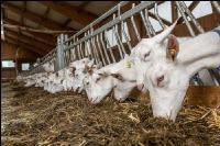 Milchziegen Silage 5