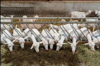 Milchziegen Silage 4