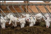 Milchziegen Silage 3