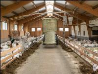 Milchziegen Silage 2
