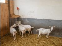 Saanenziege Stall 22