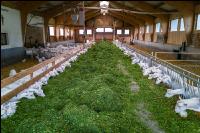 Milchziegen Grünfütterung 20