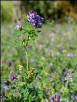 Blue lucerne 10