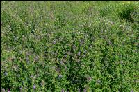 Blue lucerne 9