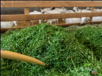 Milchziegen Grünfütterung 18