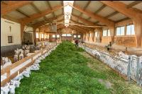 Milchziegen Grünfütterung 13