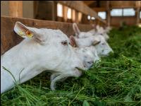 Milchziegen Grünfütterung 9