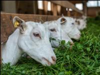 Milchziegen Grünfütterung 8