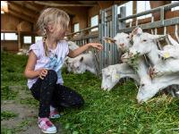 Milchziegen Grünfütterung 6