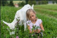Saaneziege Kinder 7