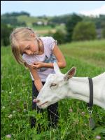 Saaneziege Kinder 6