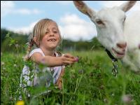 Saaneziege Kinder 5